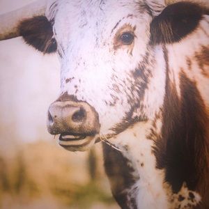 Meet your Posher, Victoria